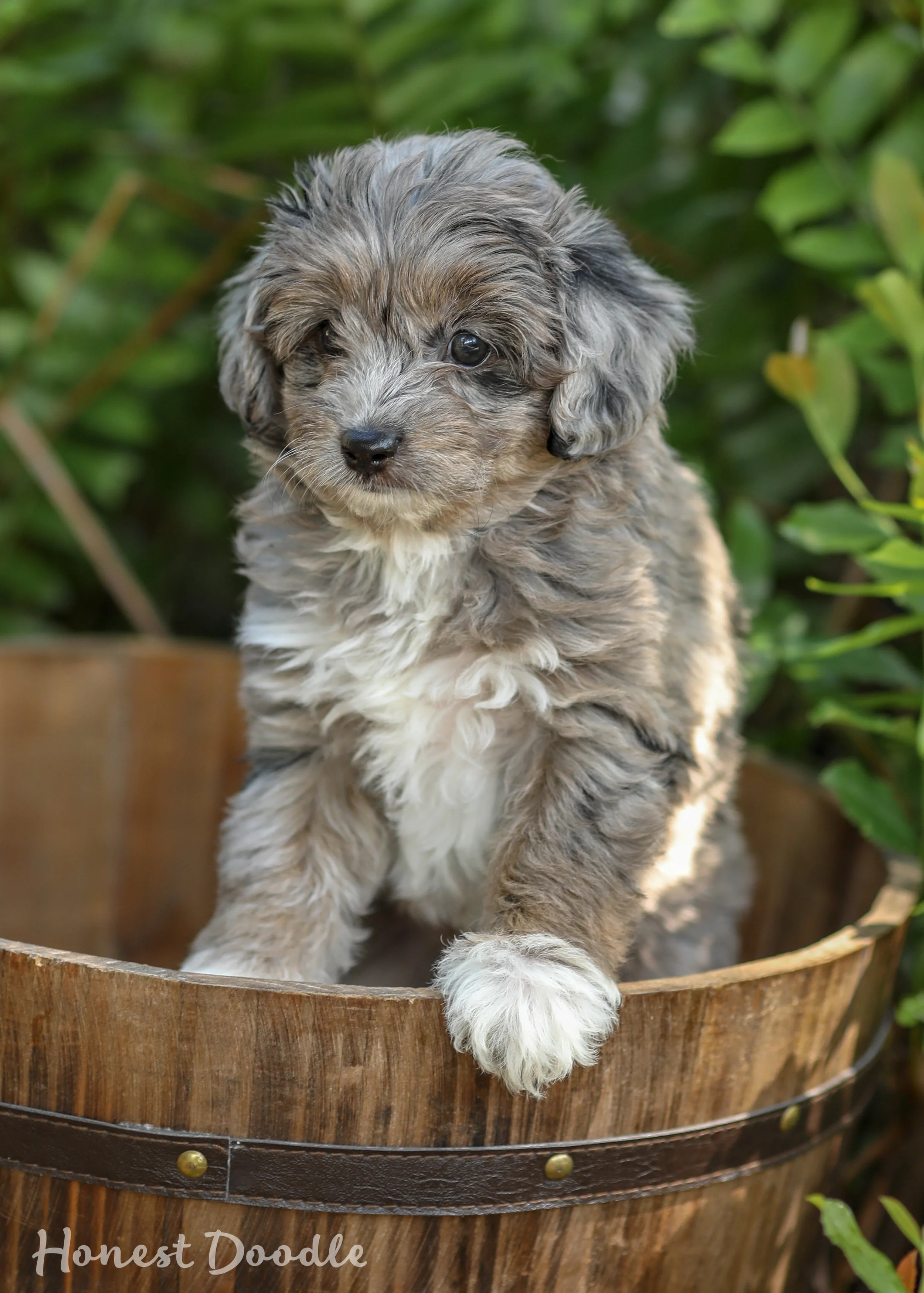 blue aussiedoodle