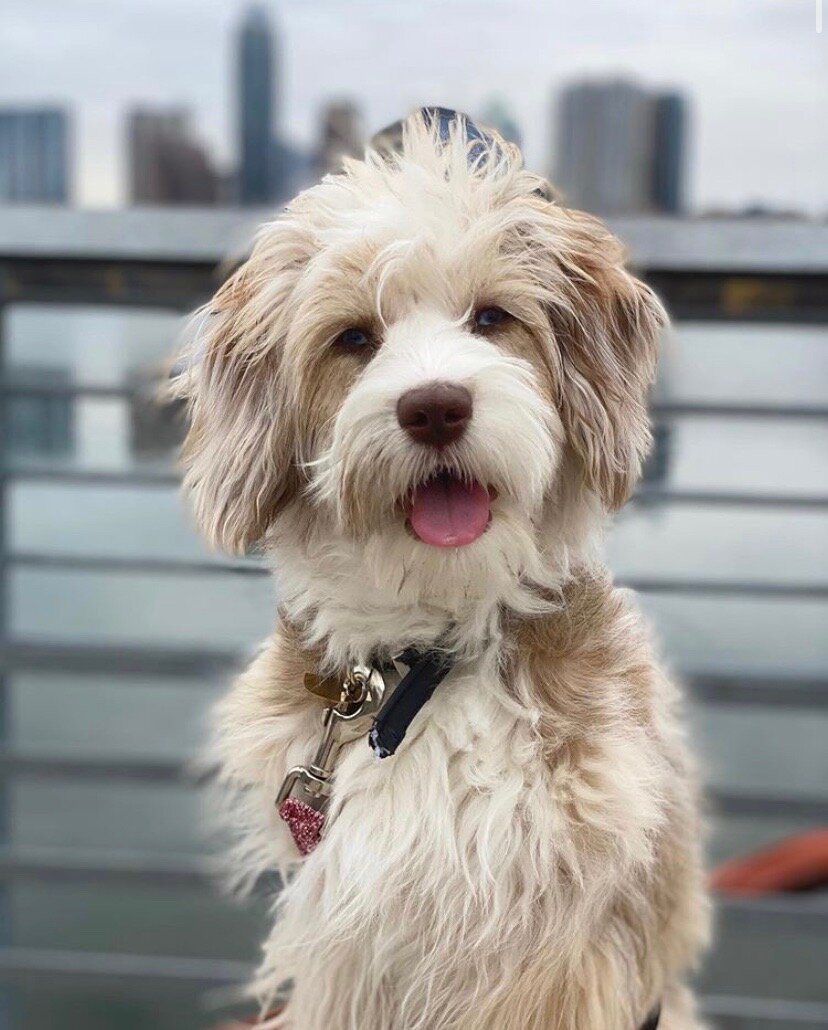Gucci, the Red Merle Toy Aussiedoodle - Your dream Doodle puppy, The Honest  Way