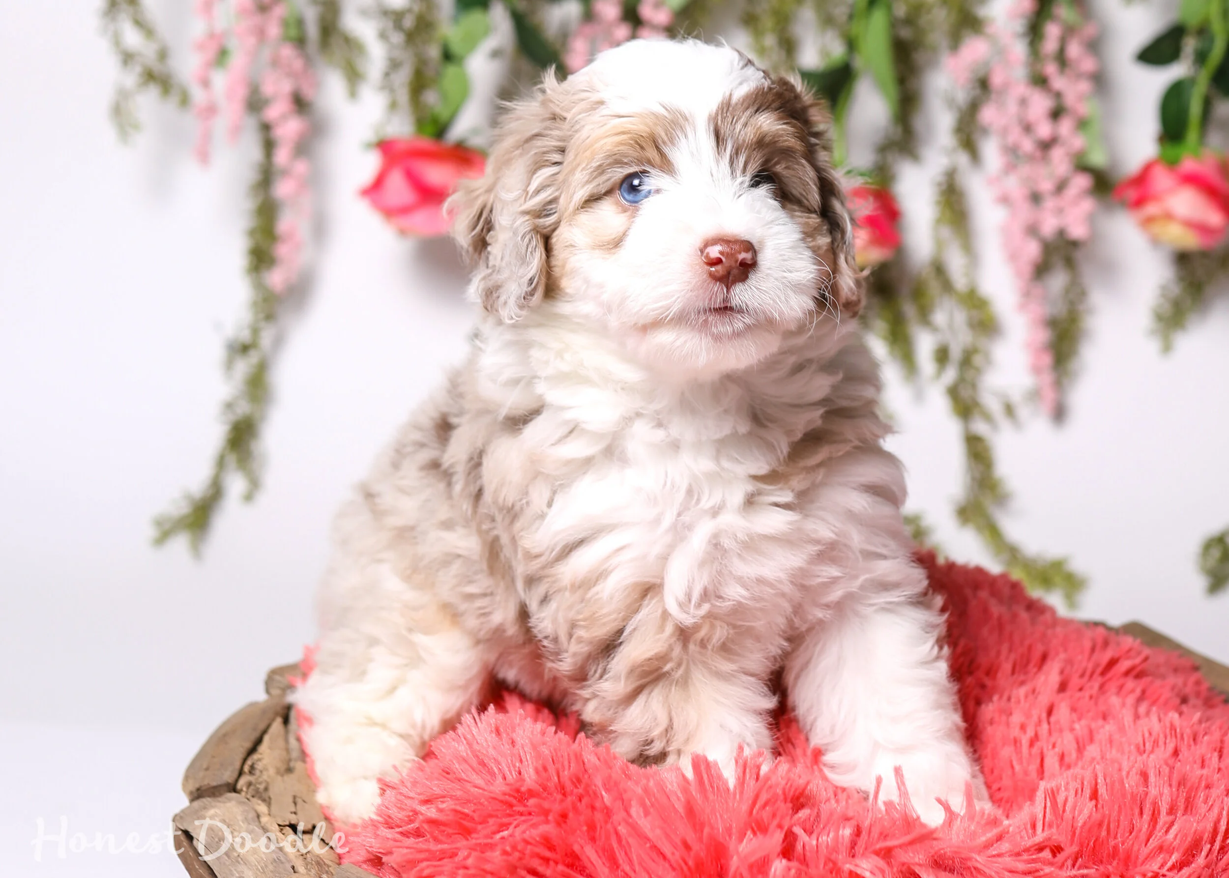 red tri aussiedoodle