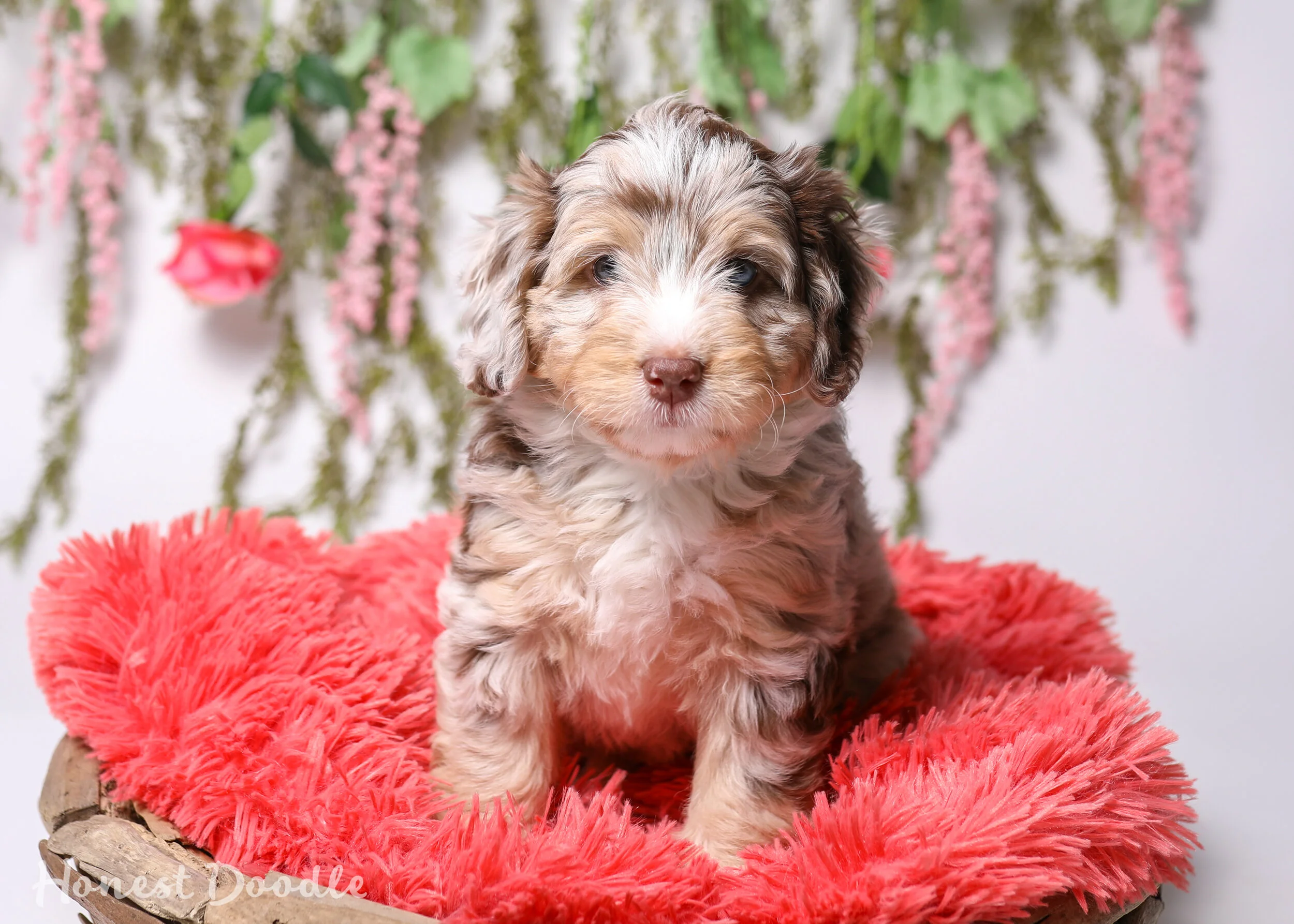 Merle Aussiedoodle Mini Aussiedoodle For Sale Mini Aussiedoodle