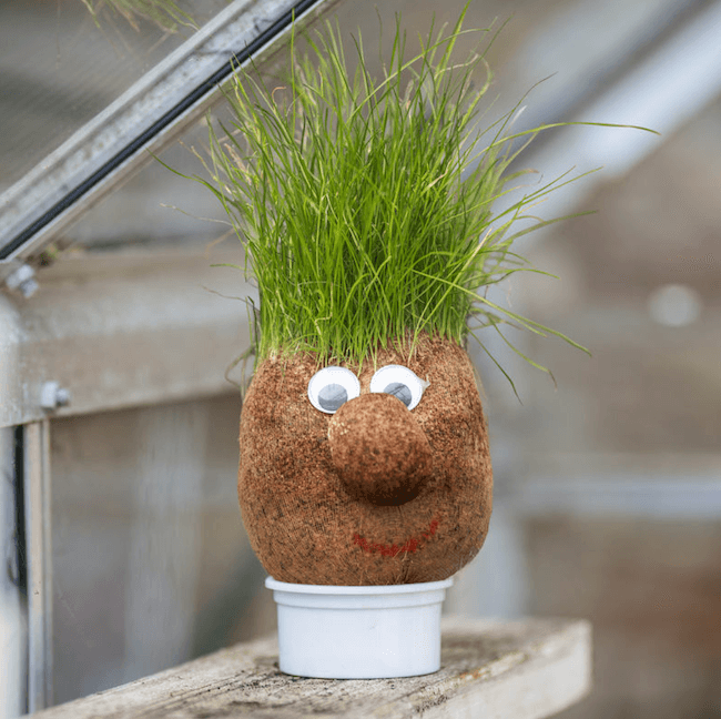 Mr Grasshead