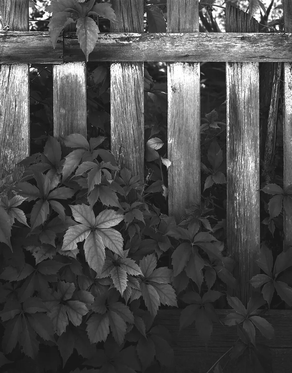 Fence & Foliage, Springdale, Utah