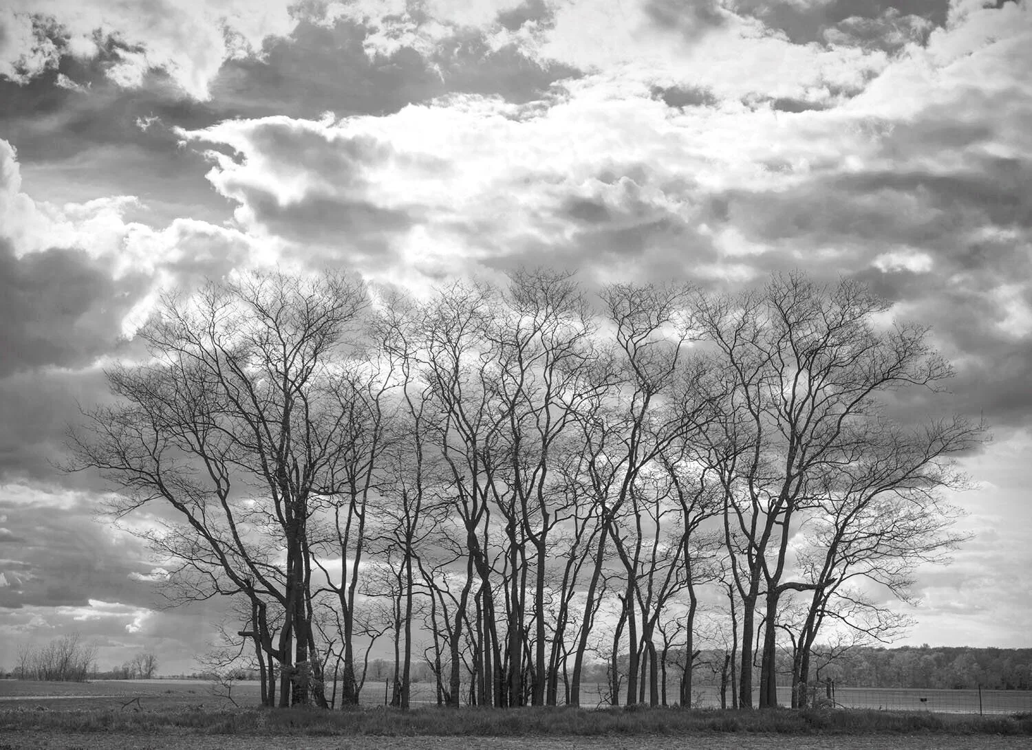Silhouetted Trees, Late Day Clouds, Marysville, Ohio