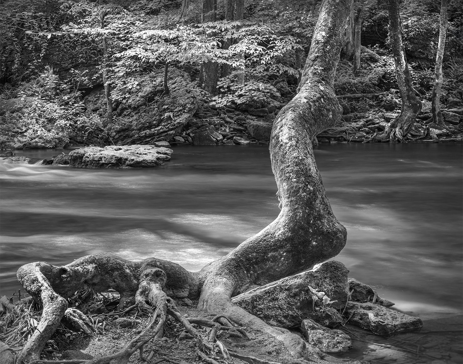 Sycamore Tree, Little Miami River, Clifton Gorge State Nature Preserve