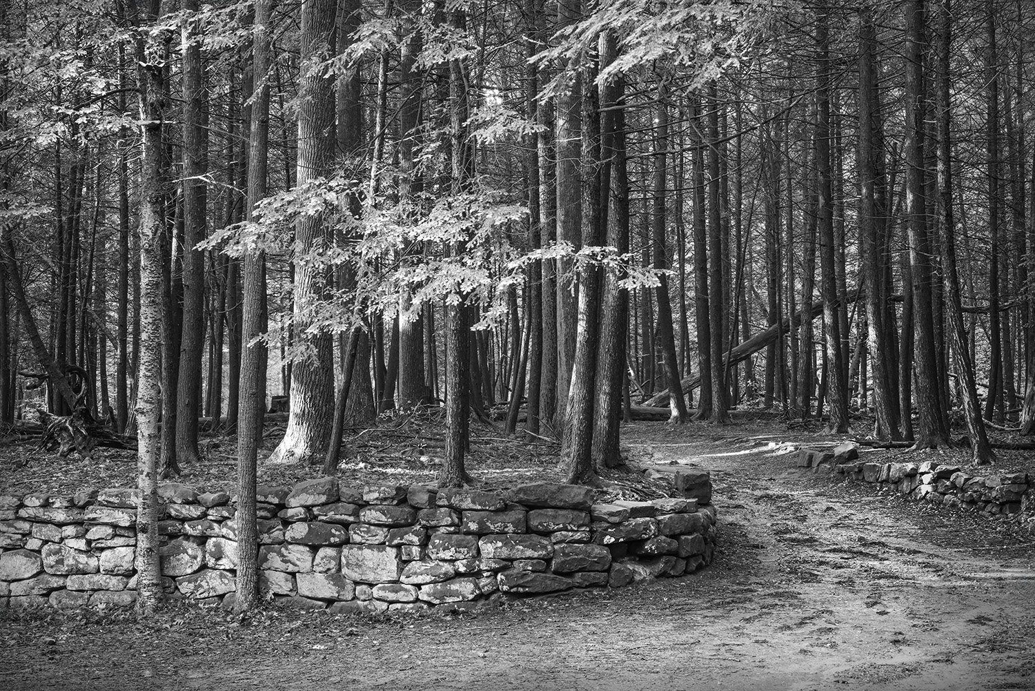 Hemlock Trees, Sandstone Wall, ledges Trail, Cuyahoga Valley N.P., Ohio