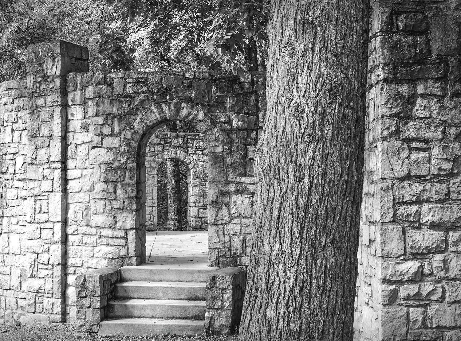 Pine Tree, Stone Amphitheater Detail, Griggs Reservoir Park, Columbus, Ohio