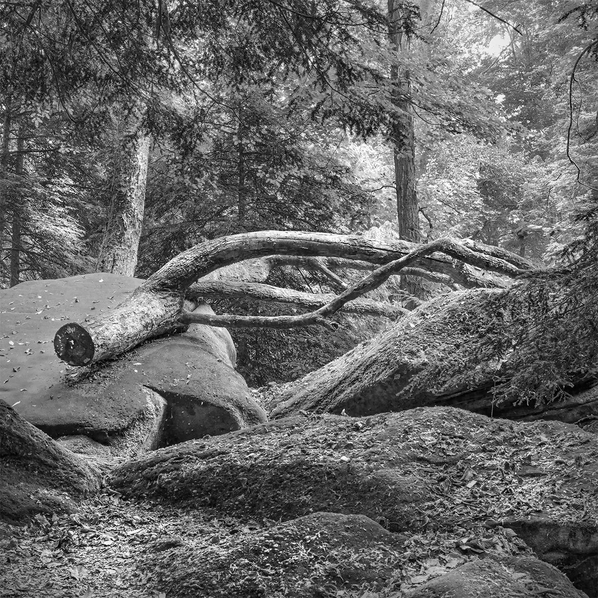 Felled Tree, Sandstone Formations, Ledges Trail, Cuyahoga Valley N.P., Ohio