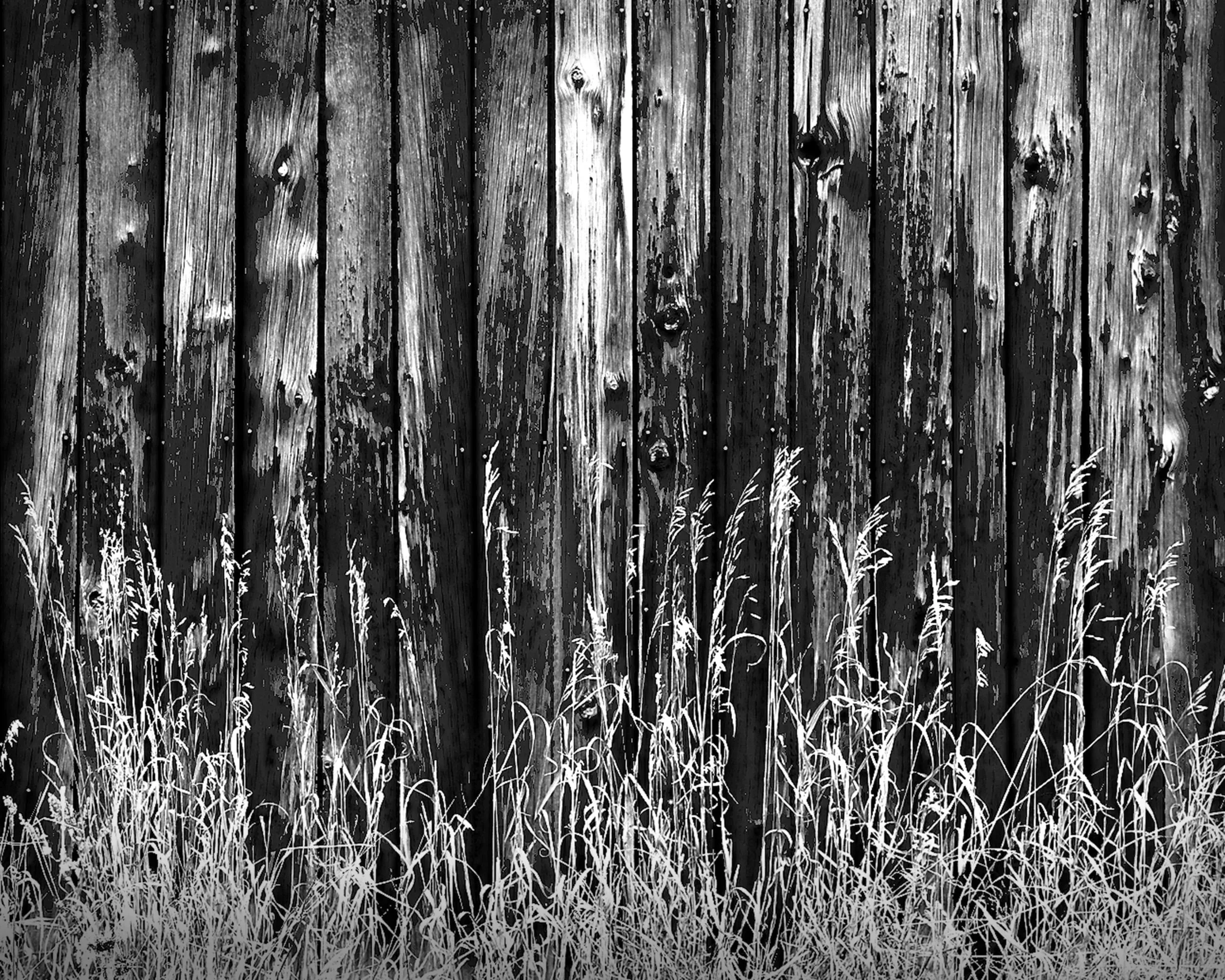 Tall Grass, Weathered Barn Wall, Big Sky, Montana
