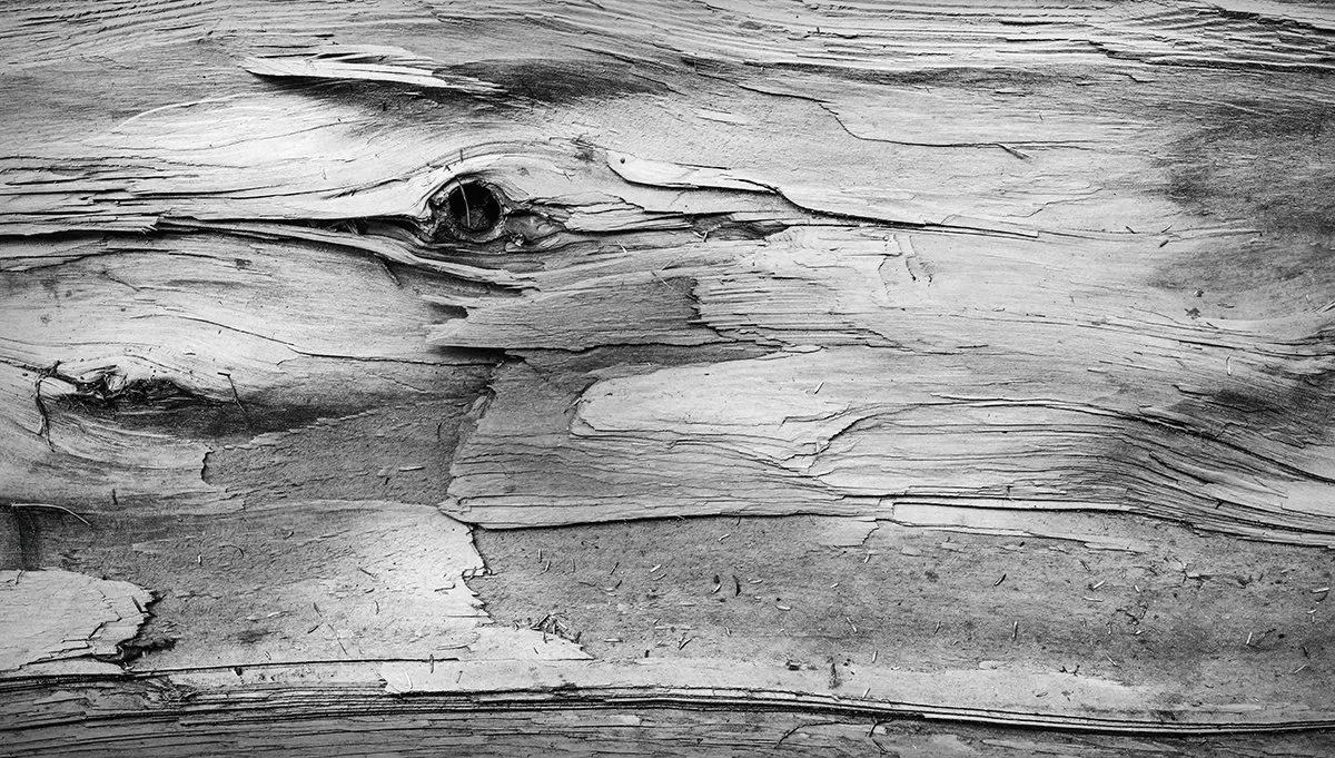 Deadwood Detail, Cedar Falls Gorge, Hocking Hills S.P., Ohio