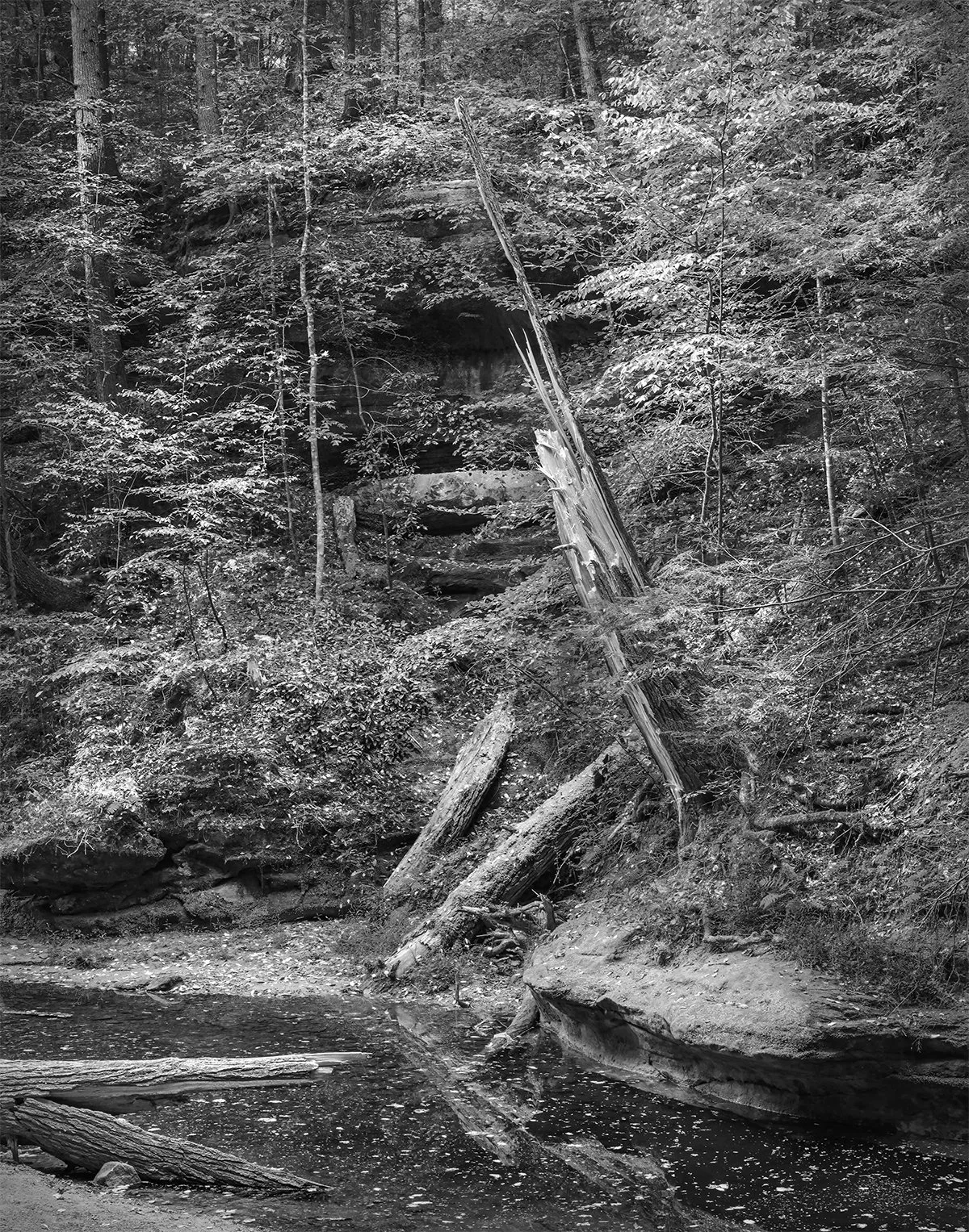 Fallen Timber, Queer Creek, Fall Foliage, Cedar Falls Trail, Hocking Hills S.P., Ohio