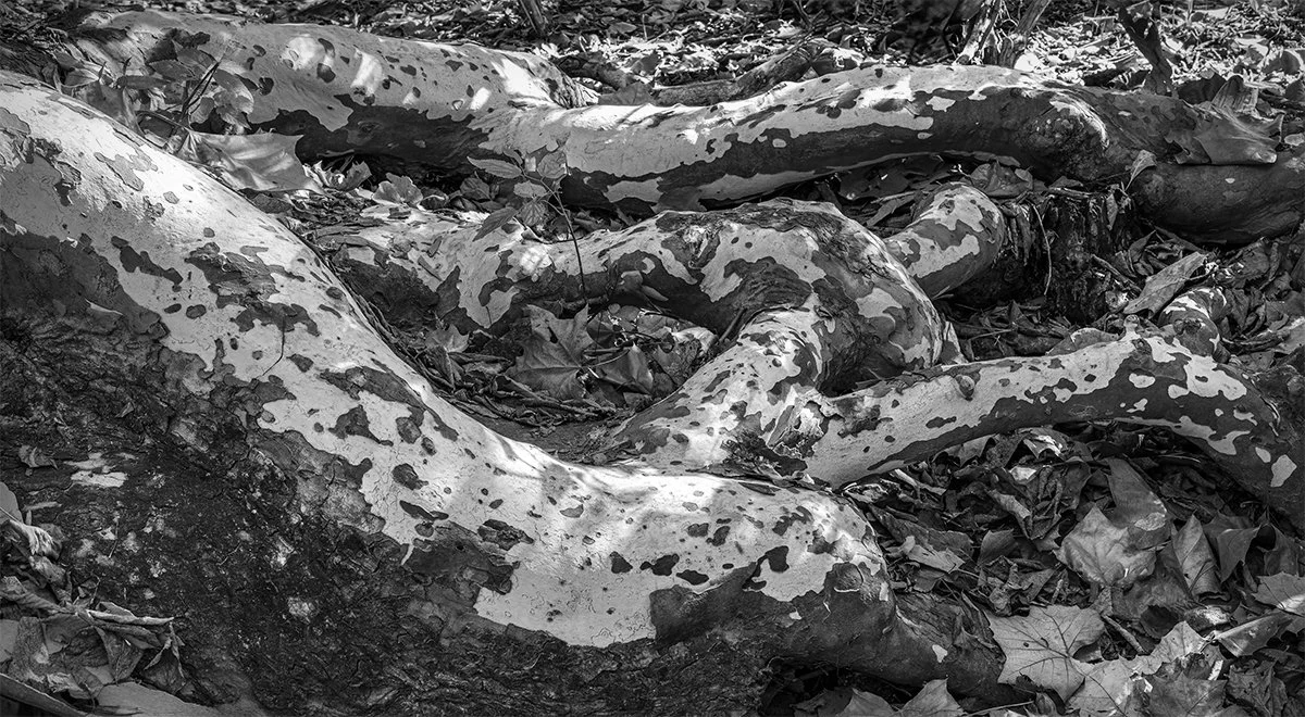 Sycamore Tree Roots, McKitrick Park, Plain City, Ohio