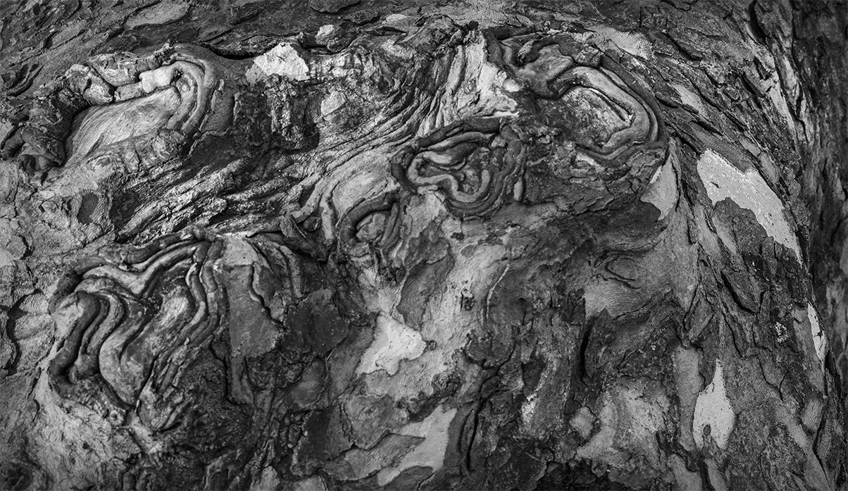 Sycamore Abstract IV, McKitrick Park, Plain City, Ohio