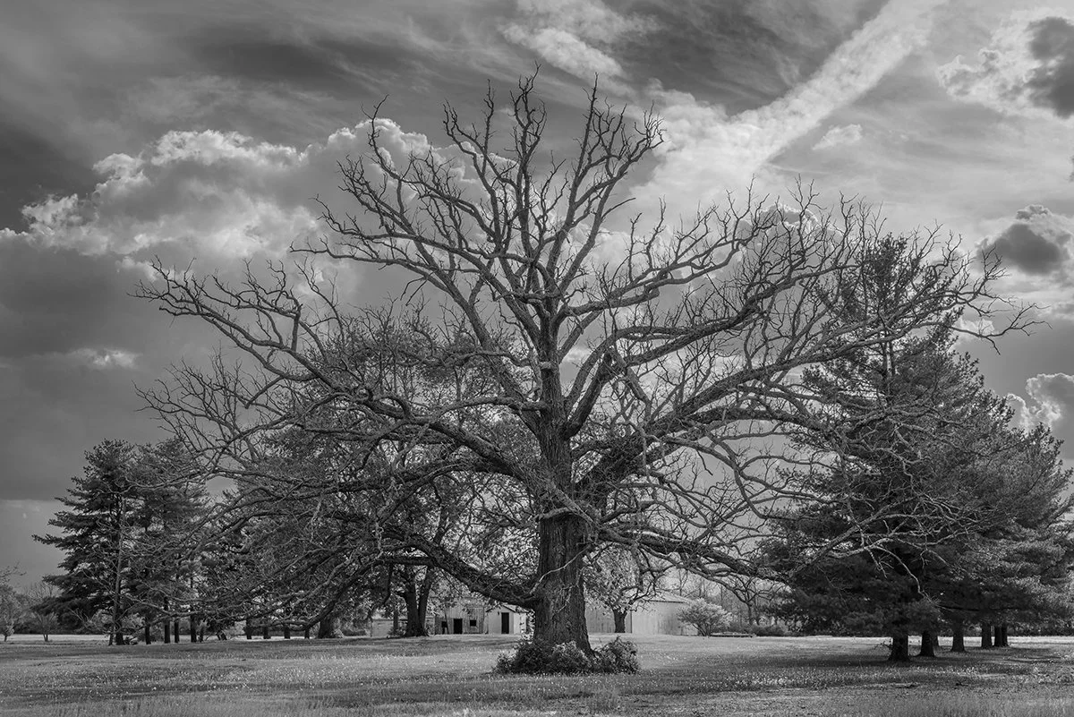 Bare Maple Tree, Farm, Clouds, Hilliard, Ohio
