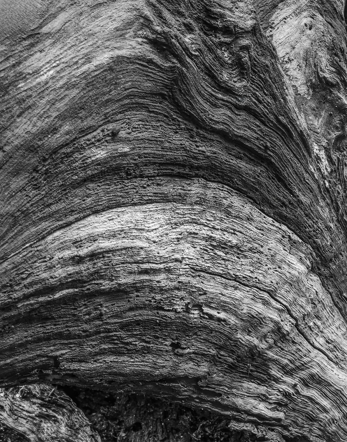 Deadwood Detail II, Honeycomb Rocks at Arc of Appalachia Nature Preserve, Ohio