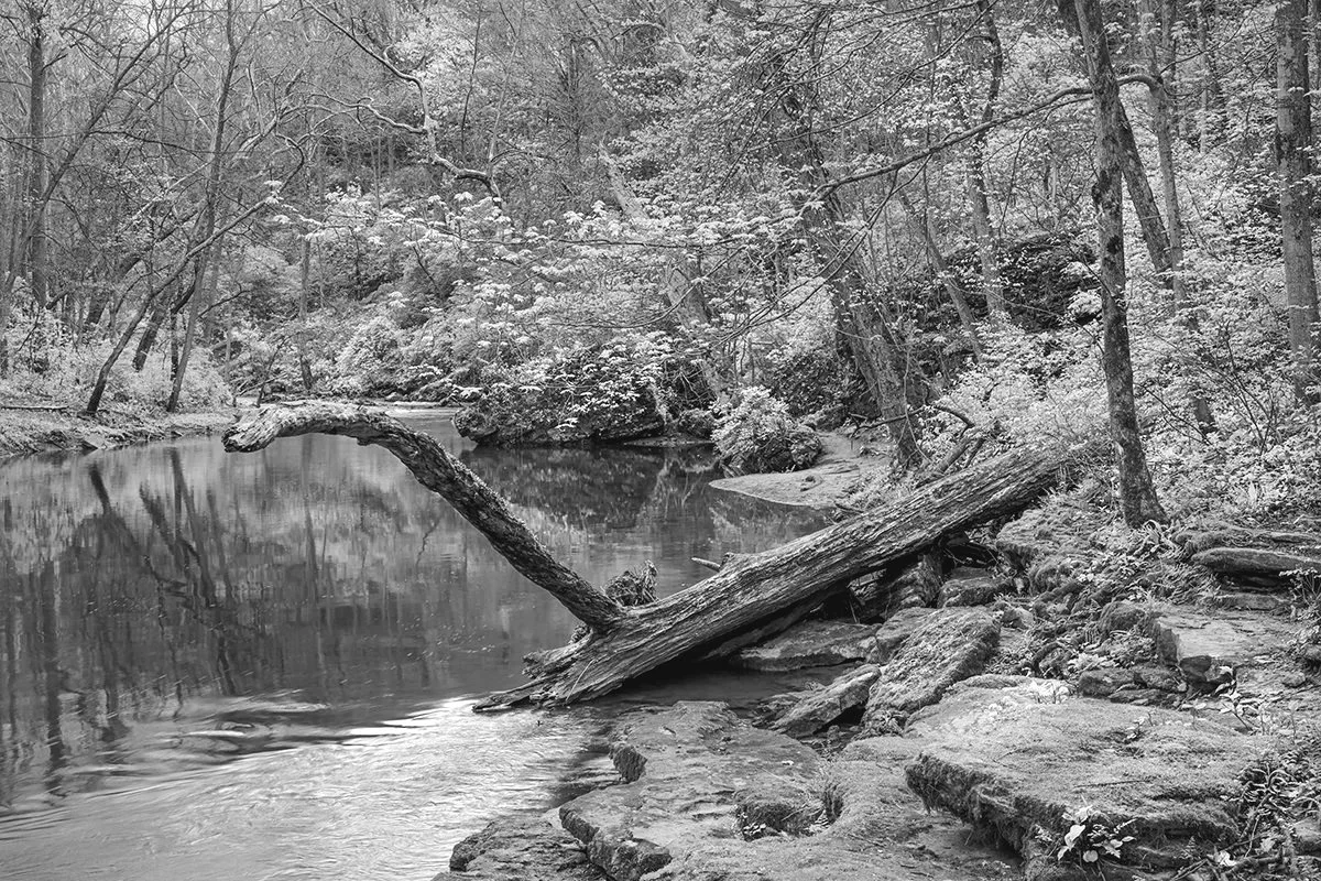 Fallen Tree, Little Miami River, John Bryant State Park, Ohio