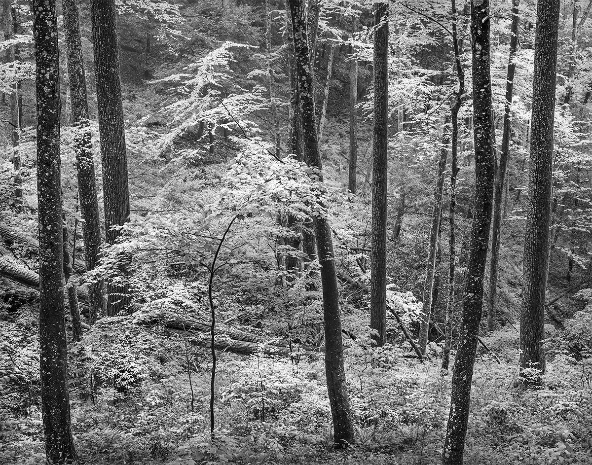 Forest, Honeycomb Rocks at Arc of Appalachia nature Preserve, Ohio