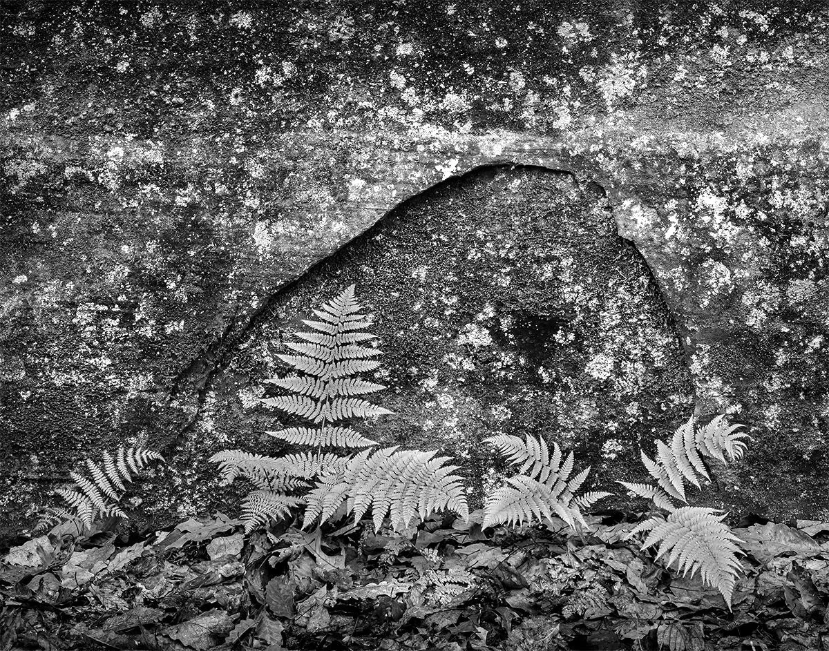 Black Hand Sandstone, Ferns, Leaves, Honeycomb Rocks at Arc of Appalachia Nature Preserve, Ohio
