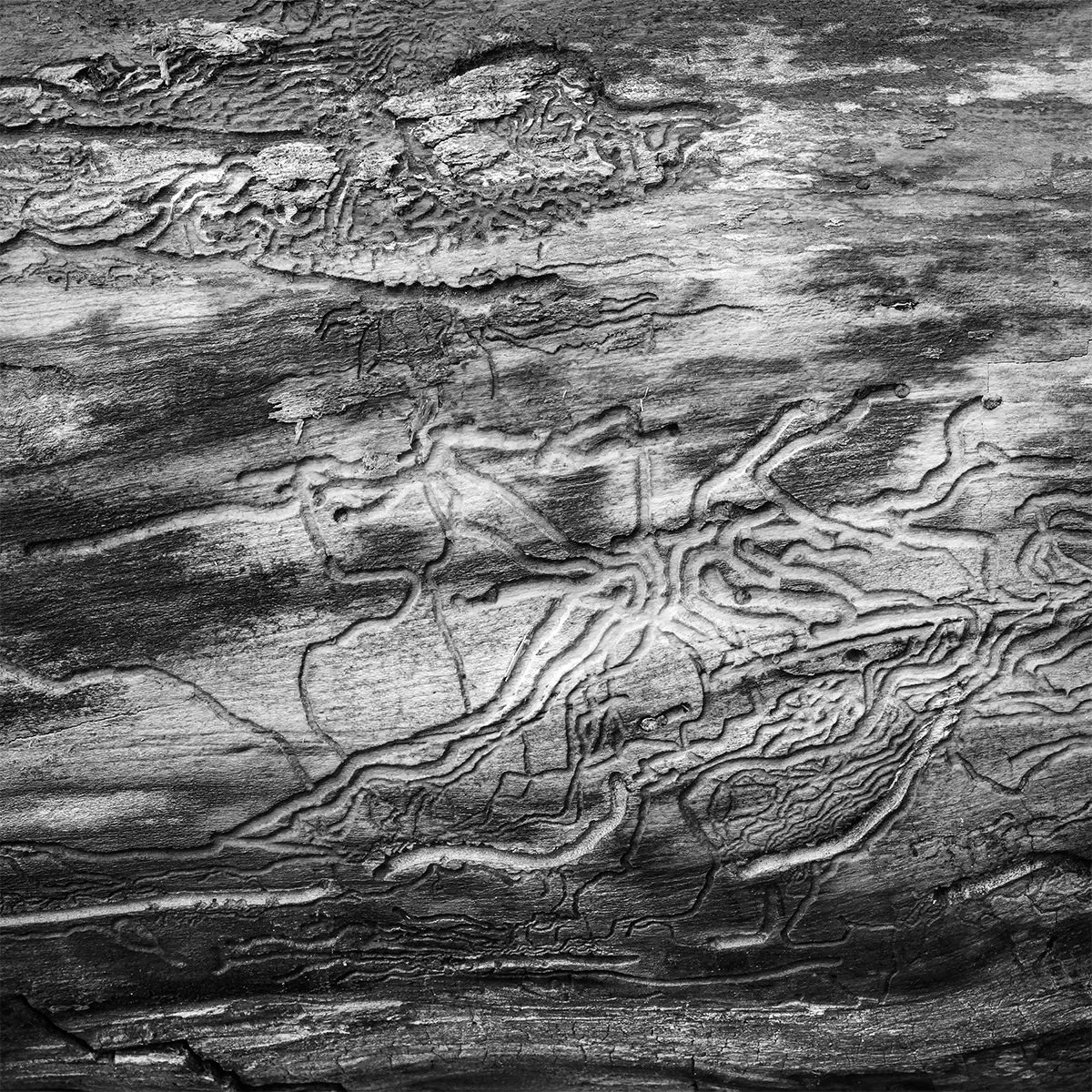 Deadwood Detail, Prairie Oaks Metro Park, Ohio