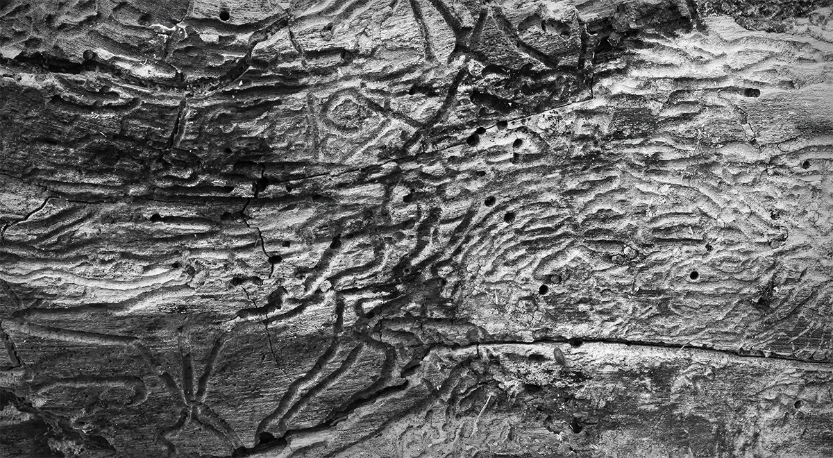 Deadwood Detail II, Prairie Oaks Metro Park, Ohio