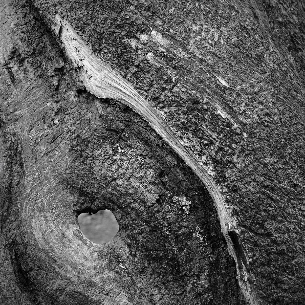 Hollow Tree Trunk Detail, Shale Hollow Metro Park, Ohio