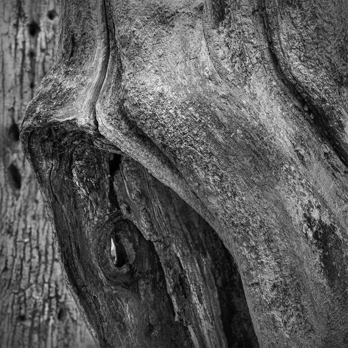 Hollow Tree Detail, Shale Hollow Metro Park, Ohio