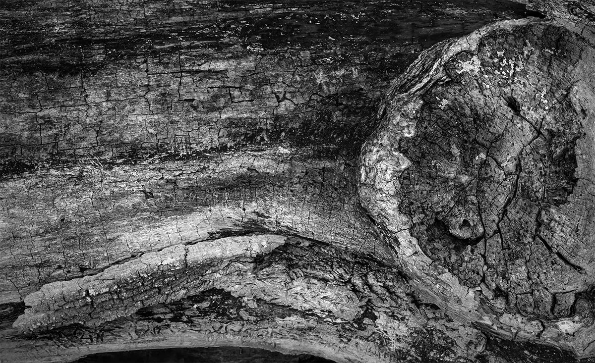 Deadwood Detail, Darby Creek Metro Park, Ohio