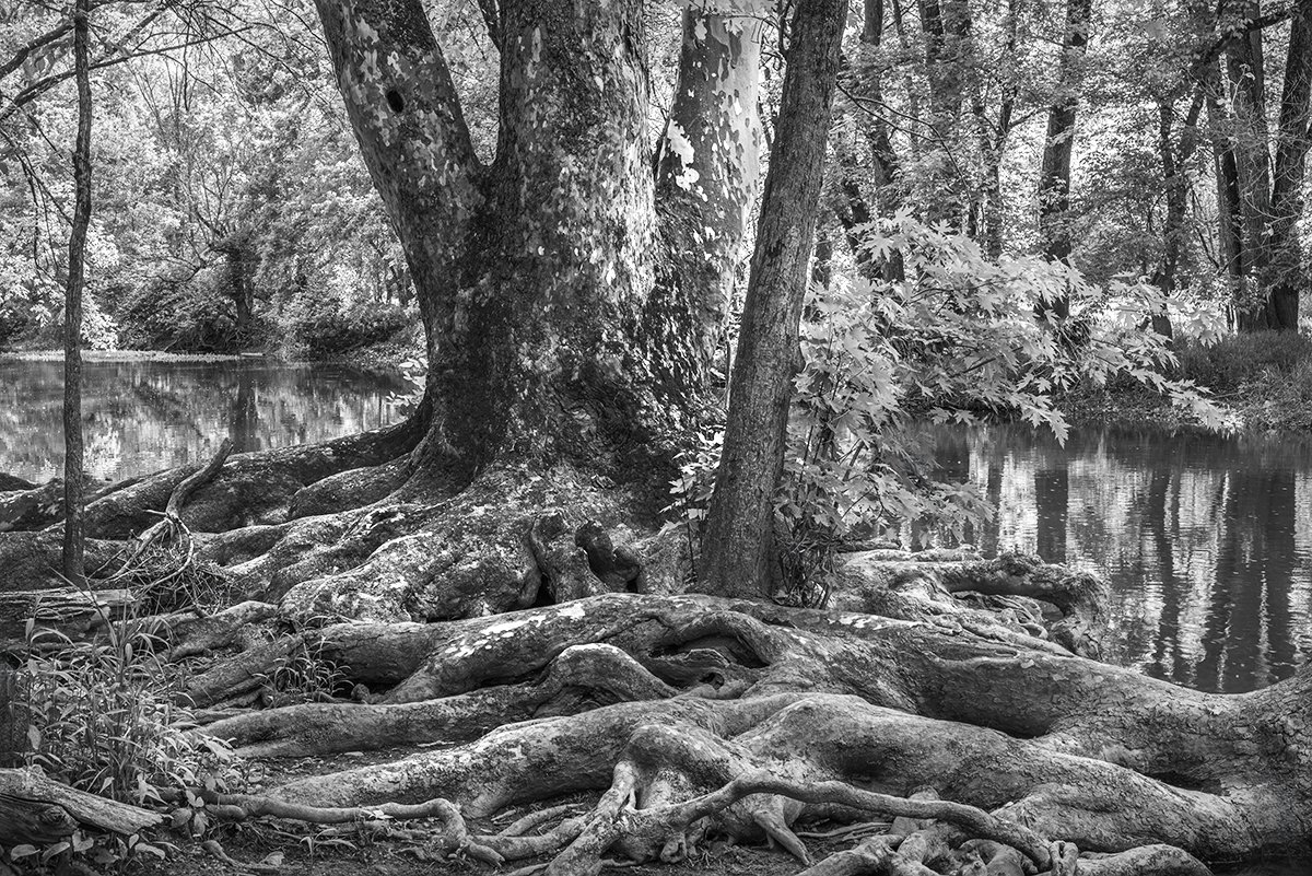 Sycamore Tree, Roots, Darby Creek, Osage Opening Trail, Prairie Oaks Metro Park, Ohio