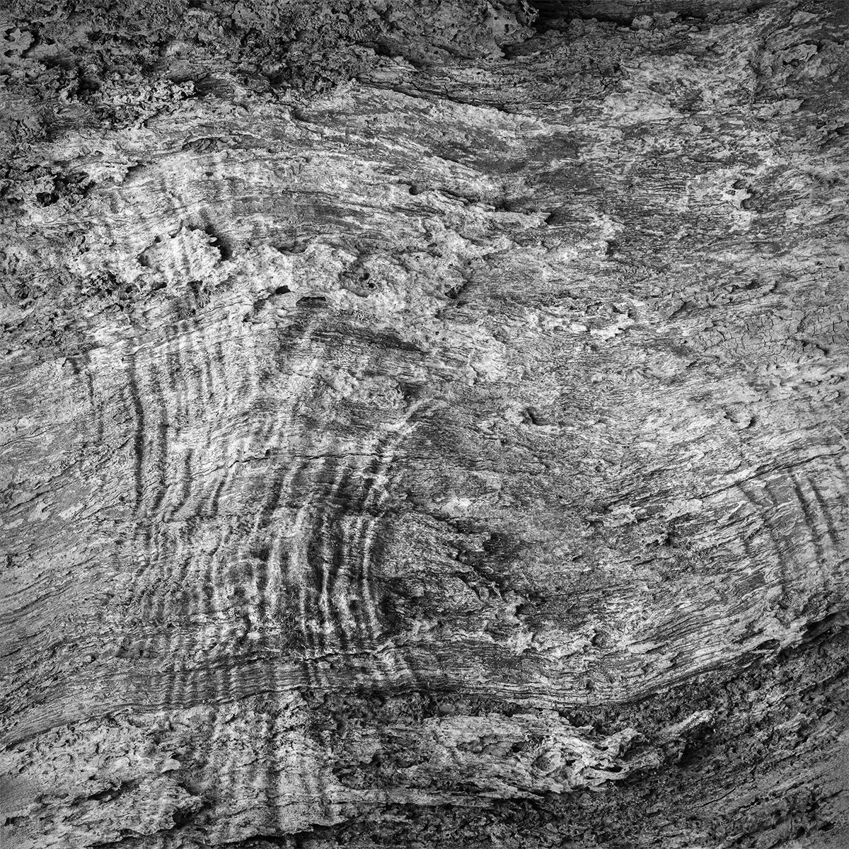Hollow Tree Interior, Prairie Oaks Metro Park, Ohio