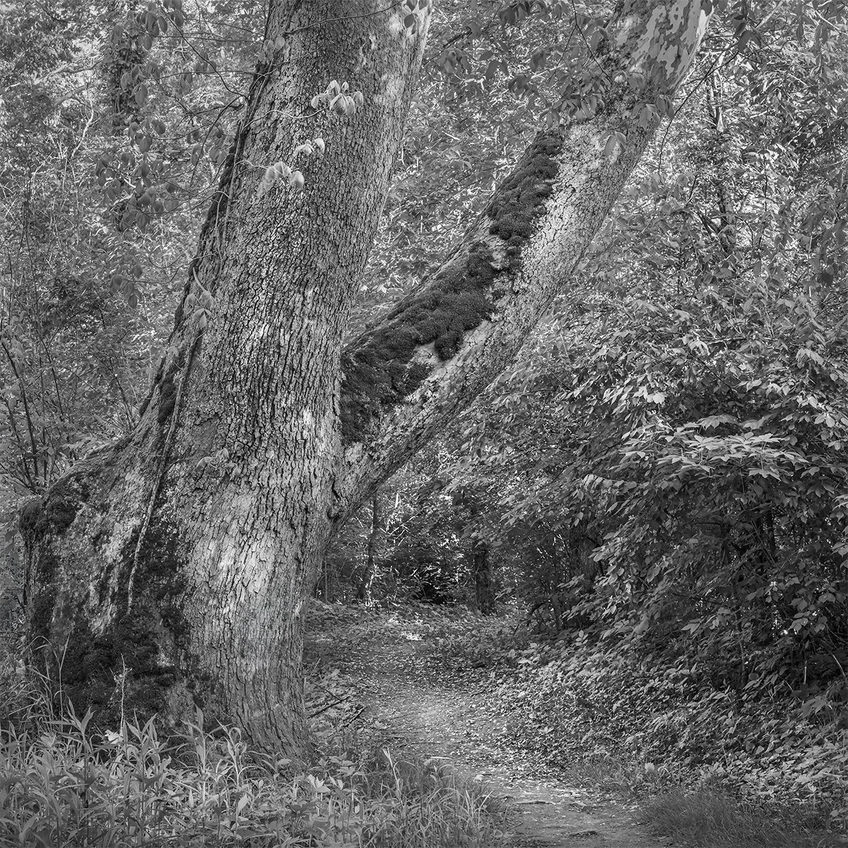 Sycamore Tree, Sycamore Plains Trail, Prairie Oaks Metro Park, Ohio