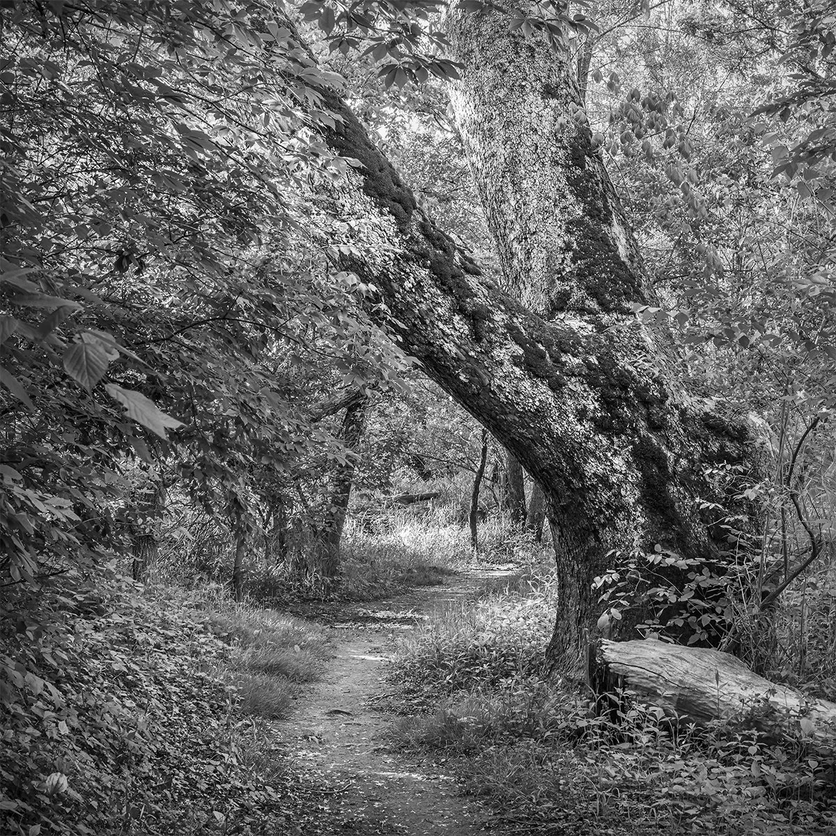 Sycamore Tree II, Sycamore Plains Trail, Prairie Oaks Metro Park, Ohio
