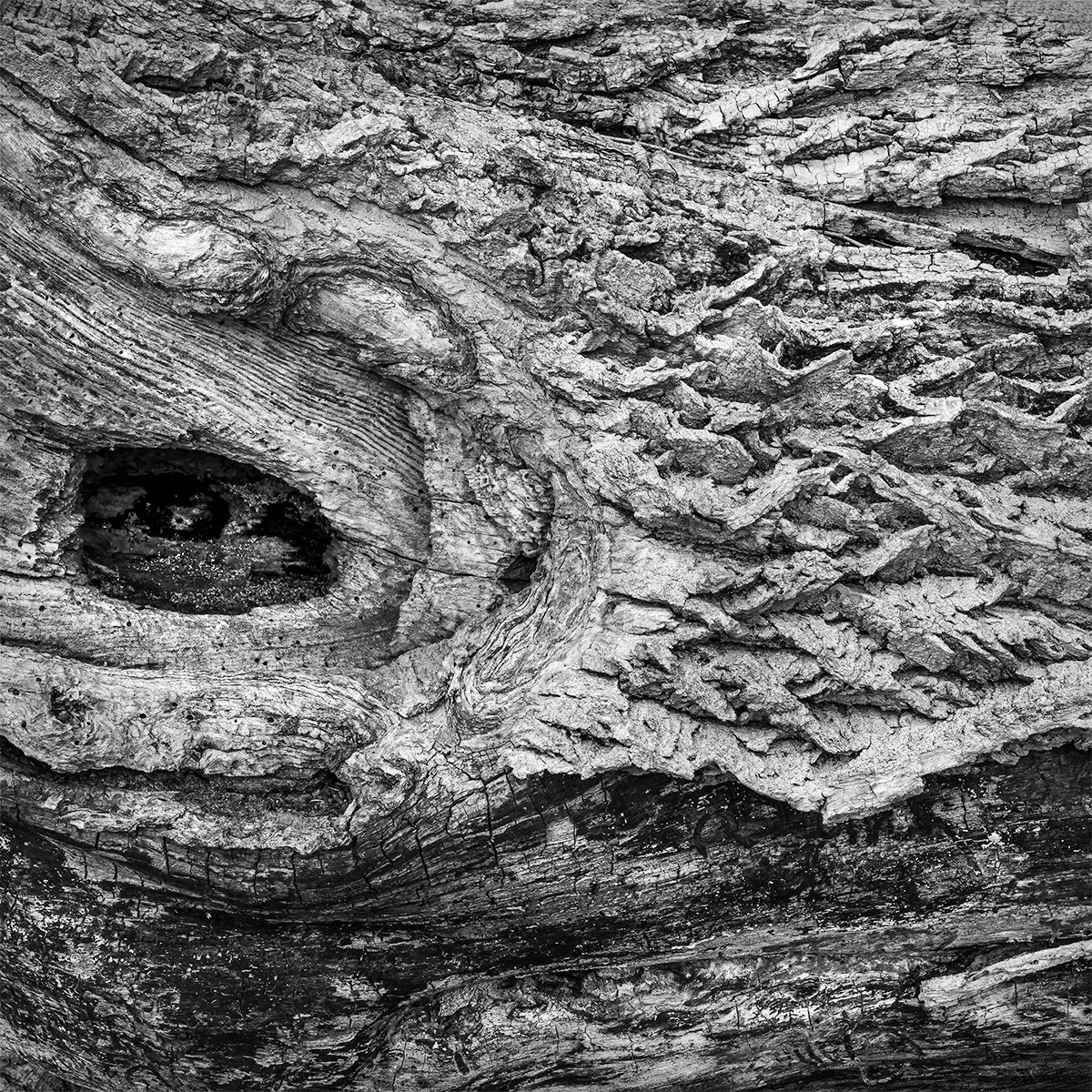 Tree Bark Detail, Darby Creek Metro Park, Galloway, Ohio