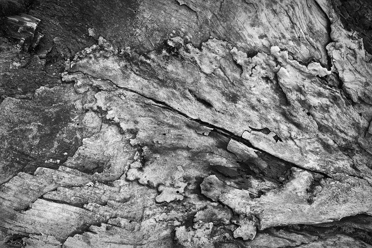 Abstract Tree Bark Interior, John Bryant State Park, Ohio