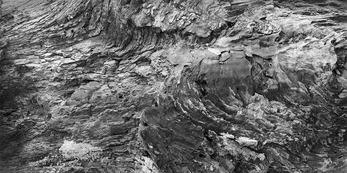 Abstract Deadwood, Woodland Ridge Trail, Hogback Ridge Park, Ohio