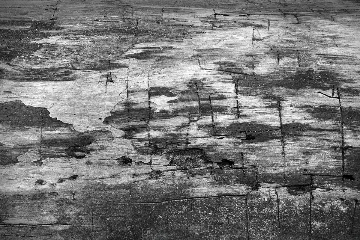 Bare Fallen Tree Trunk Abstract, Battelle Darby Creek Metro Park, Ohio