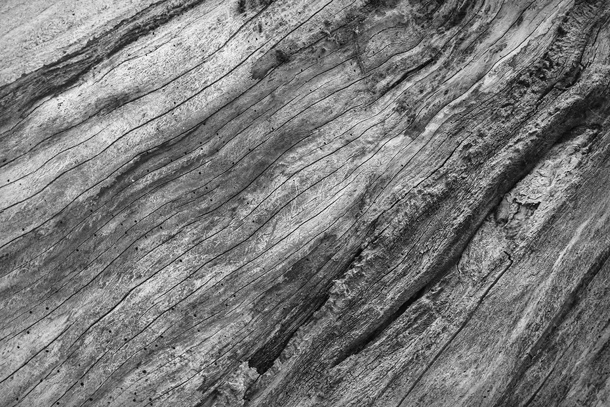 Weathered Tree Trunk Interior, Woodland Ridge Trail, Hogback Ridge Metro Park, Ohio