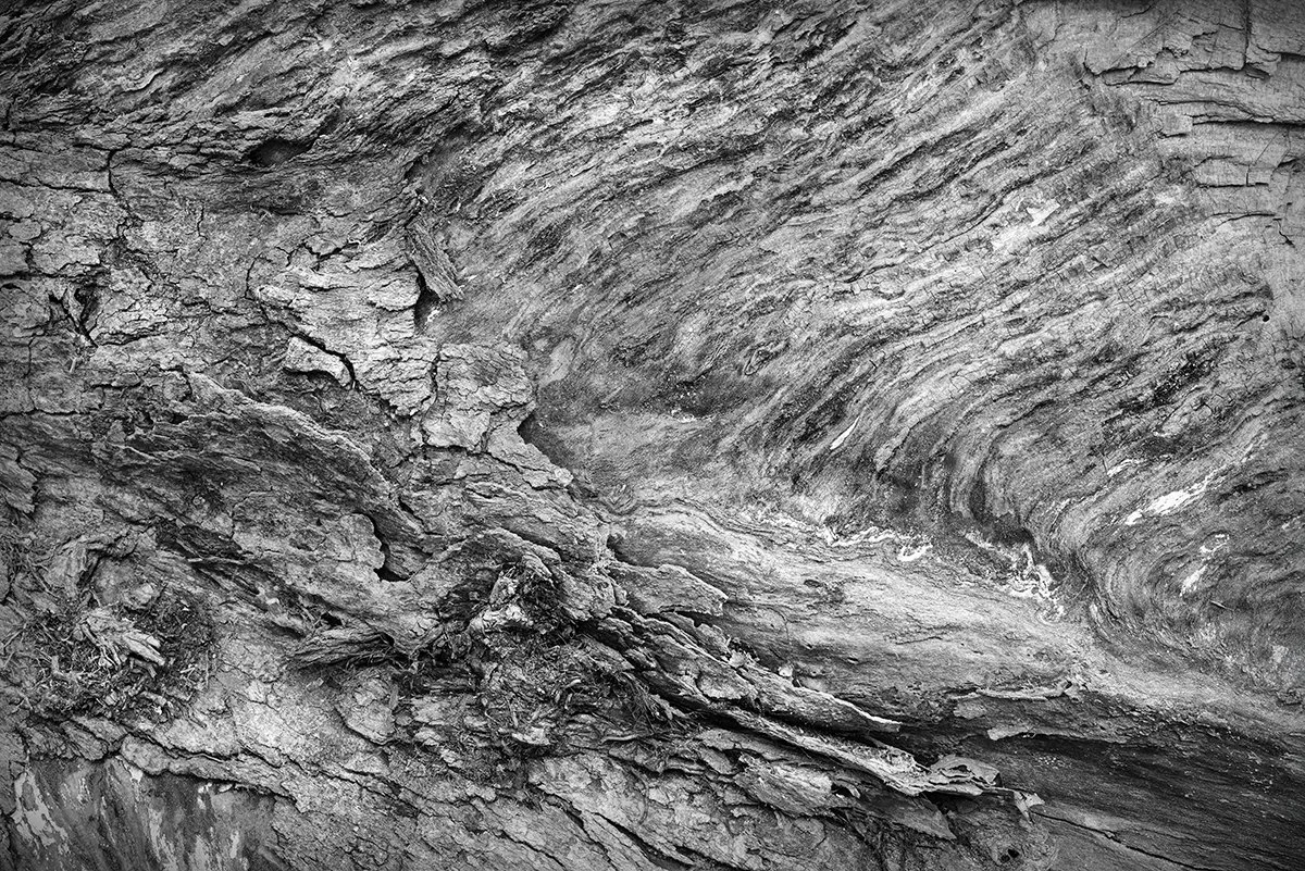 Tree Trunk Interior Detail, Deep Lock Quarry Metro Park, Ohio