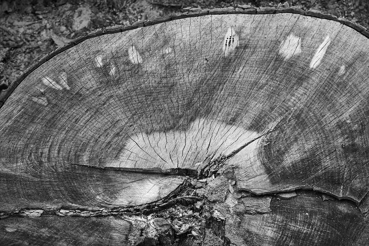Tree Trunk Cut, Ledges Trail, Cuyahoga Valley N.P., Ohio