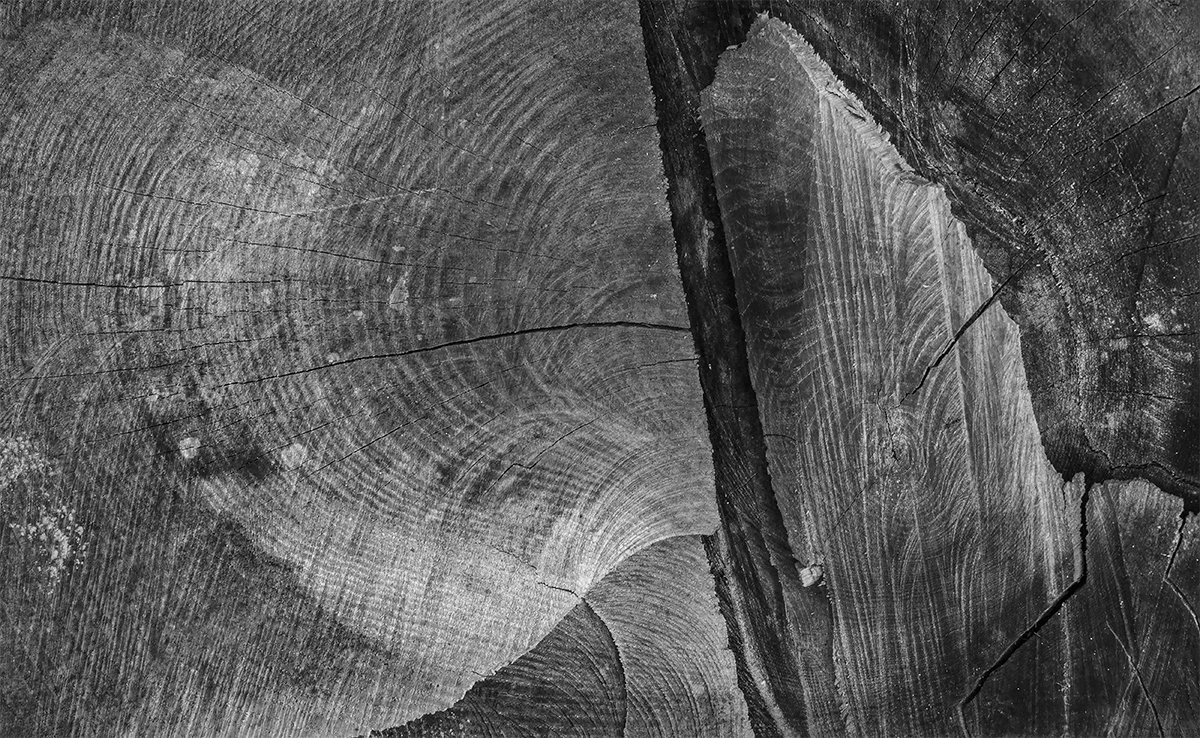 Tree Trunk Cut, Textures, Sheedy Sanctuary Nature Preserve, Ohio