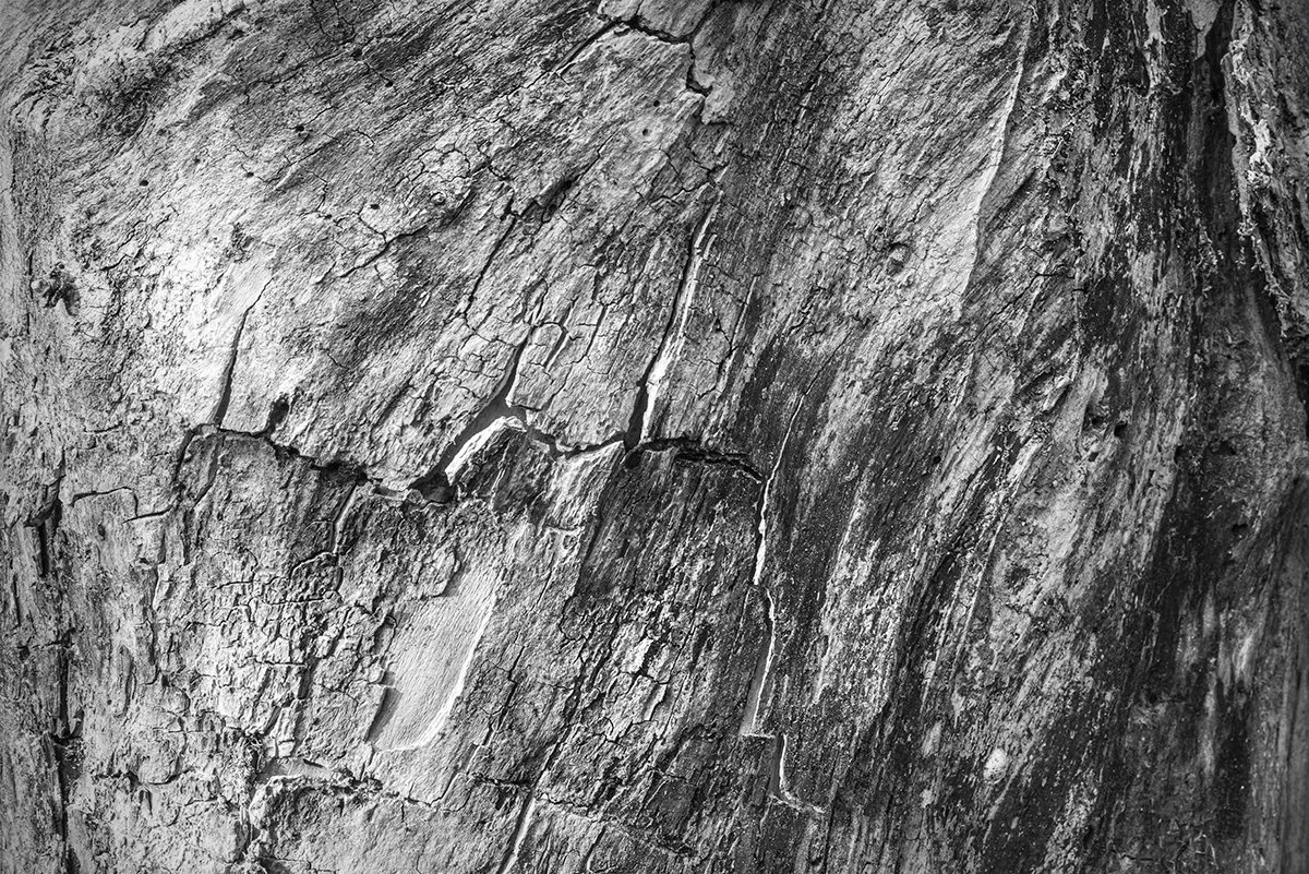 Tree Trunk Detail, Prairie Oaks Metro Park, ohio
