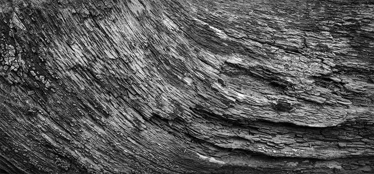 Tree Bark Detail, Shale Hollow Metro Park, Ohio