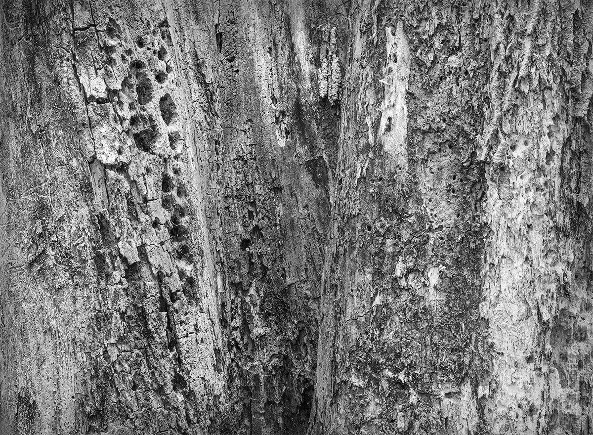 Three Tree Trunks Detail, Deep Lock Quarry Metro Park, Ohio