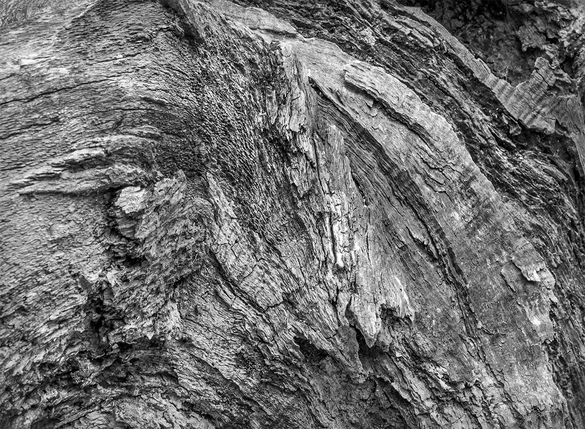 Broken Tree Trunk Detail, Shale Hollow Metro Park, Ohio