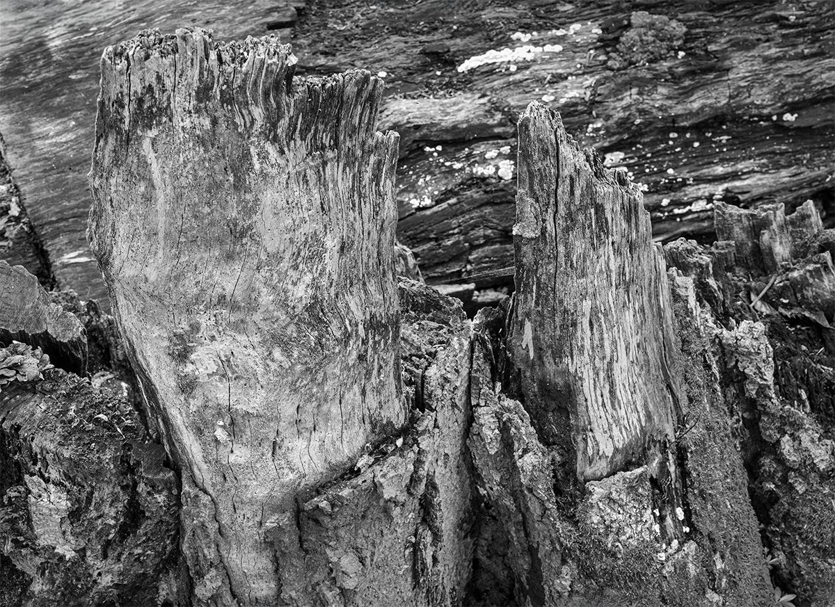 Broken Tree Trunk Detail, Woodland Ridge Trail, Hogback Ridge Park, Ohio
