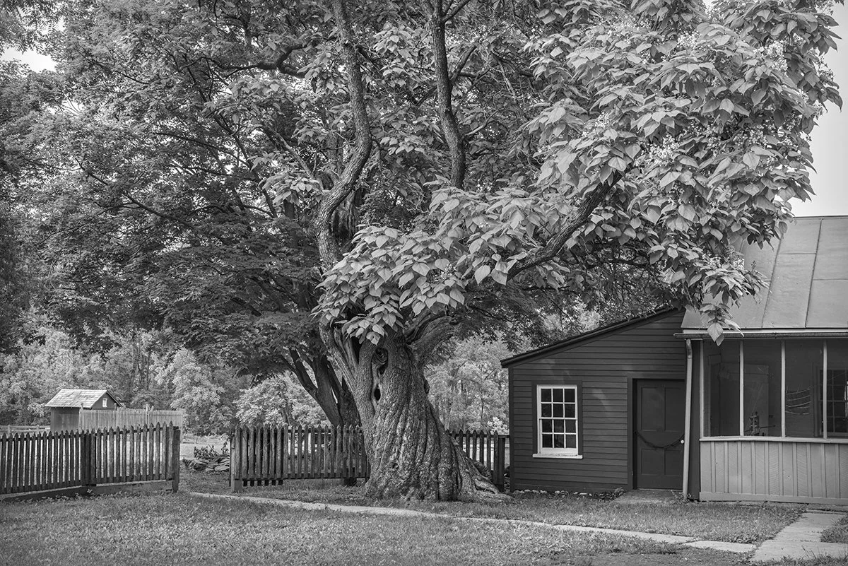 Catalpa Tree, Daniel Arnold House, Carriage Hill Metropark, Ohio