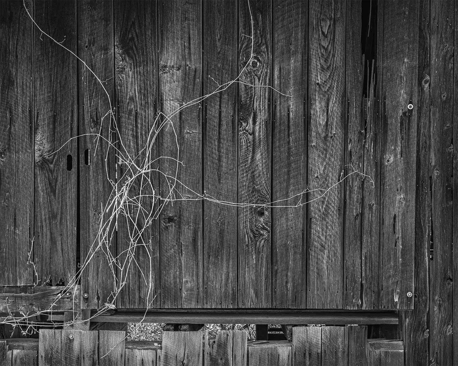 1837 Weathered Barn Wall, Grape Vines, Clear Creek Metro Park, Ohio