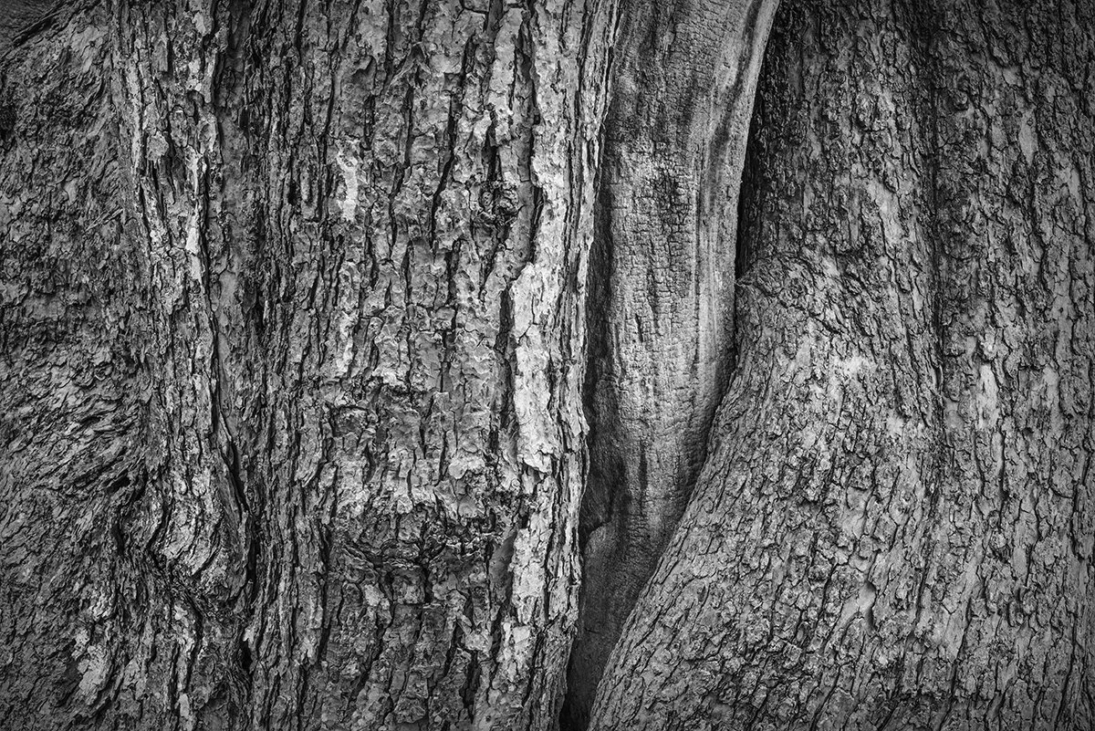 Catalpa Tree Detail II, Carriage Hill Metropark, Ohio