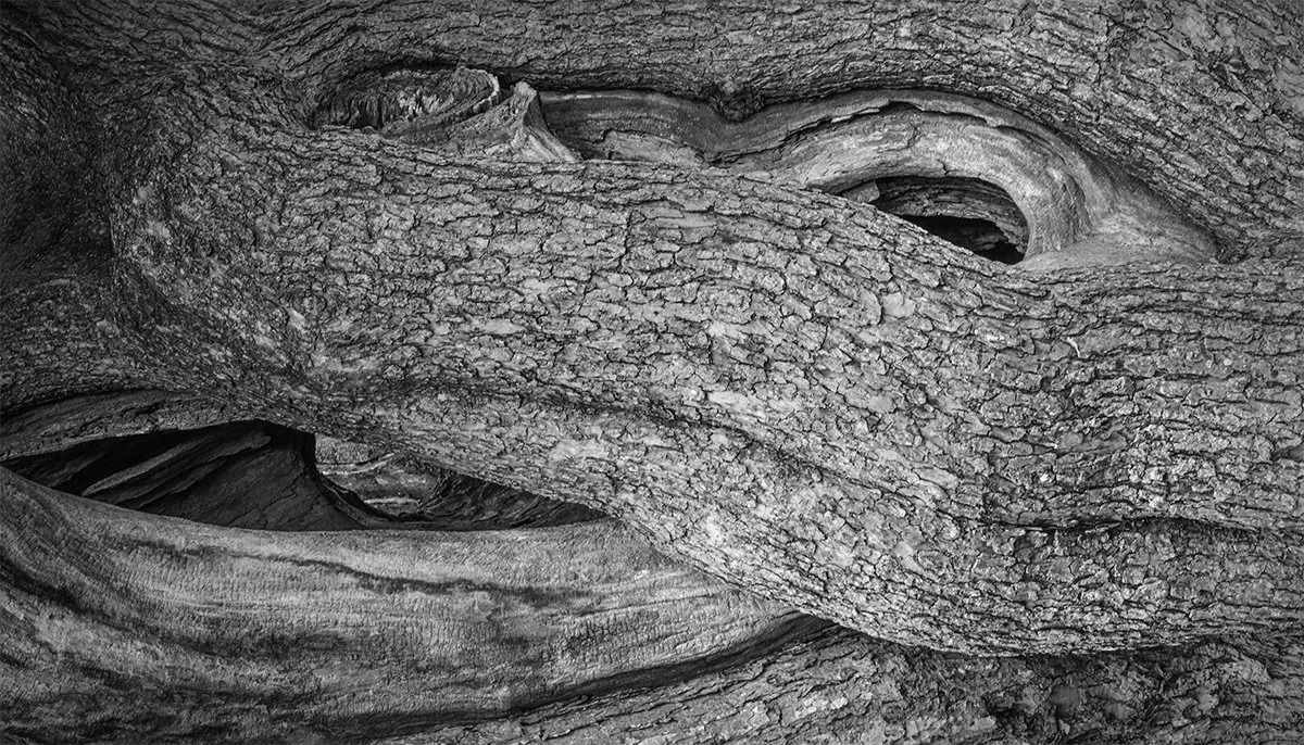 Catalpa Tree Trunk Detail, Carriage Hill Metropark, Ohio