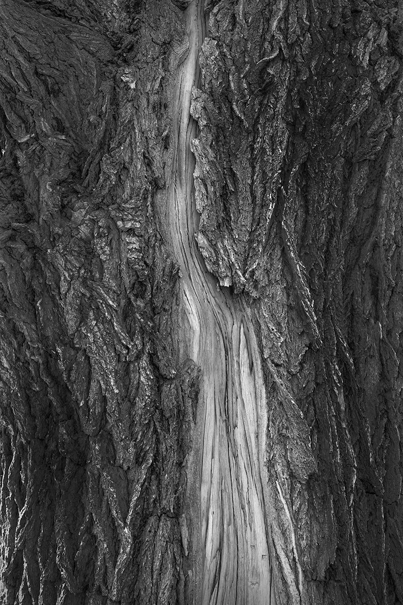 Cottonwood Tree Detail, Lamy, New Mexico