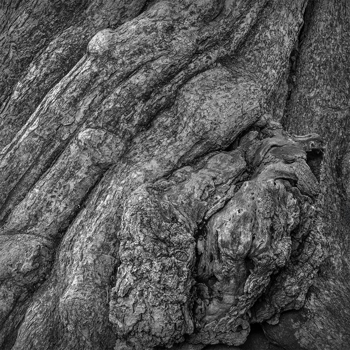 Catalpa Tree Trunk Detail III, Carriage Hill Metropark, Ohio