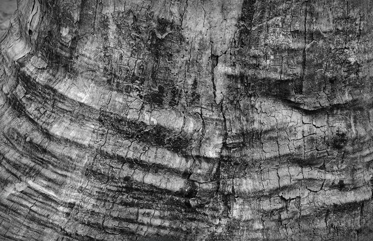 Dead Tree Trunk Detail, John Bryant S.P., Ohio